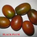 BLACK PLUM