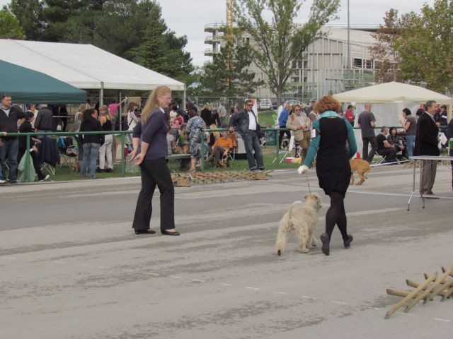 Cacib koper ll oktober 2012 - foto