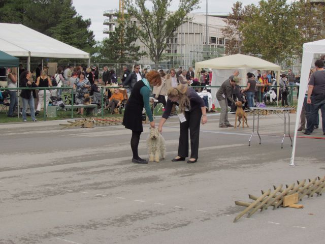 Cacib koper ll oktober 2012 - foto