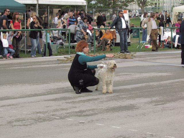 Cacib koper ll oktober 2012 - foto
