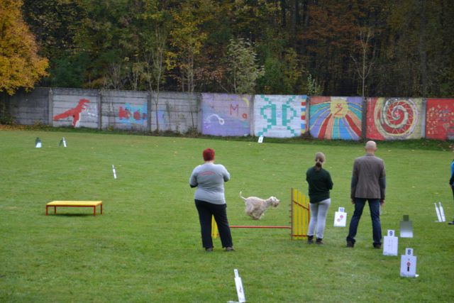 8. državna tekma - KD Kamnik, okt. 2013 - foto