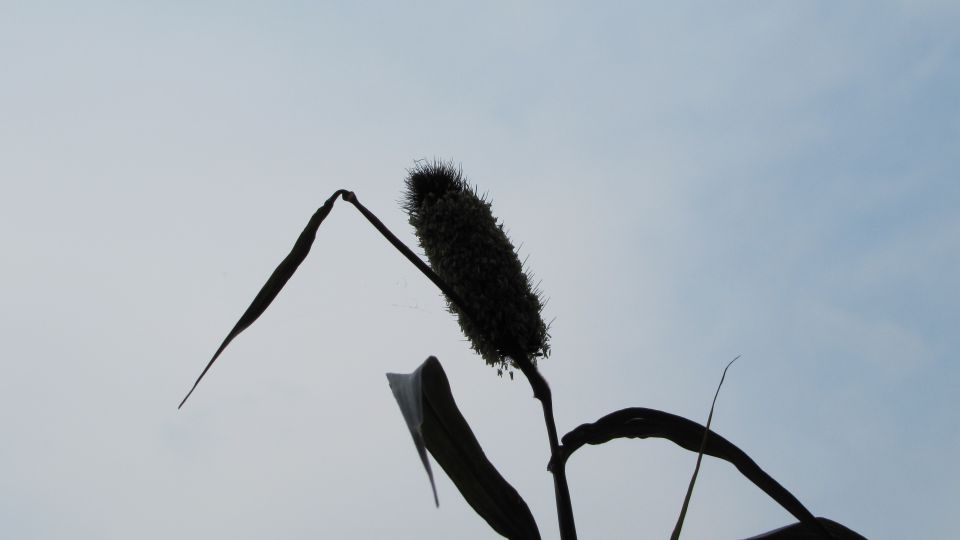 Domače-rastline - foto povečava