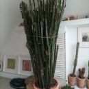 Kaktus Euforbia - prevzem Lj 