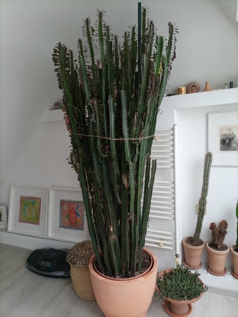 Kaktus Euforbia - prevzem Lj  - foto povečava