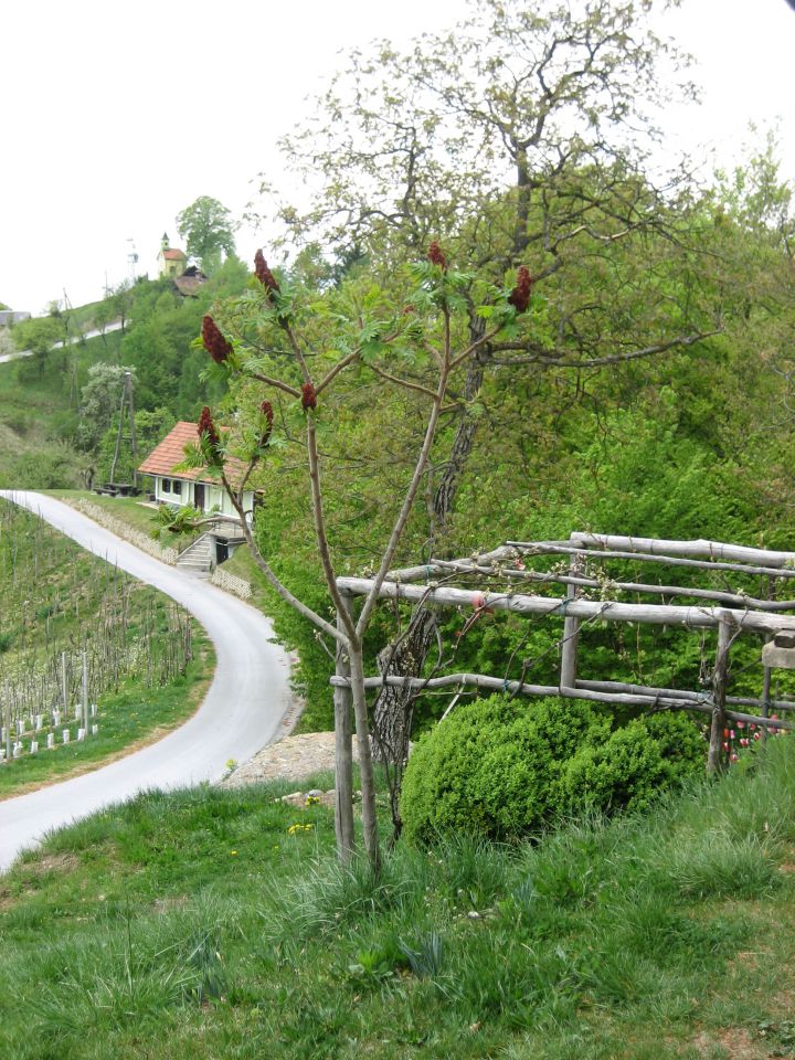 Rož'ce, zeliščni vrt - foto povečava