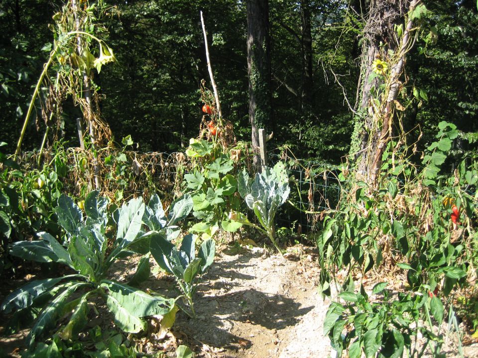 Vrt 2011 - foto povečava