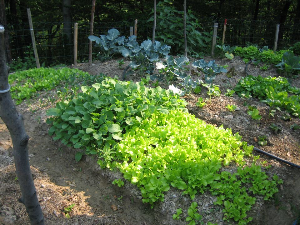 Vrt 2011 - foto povečava