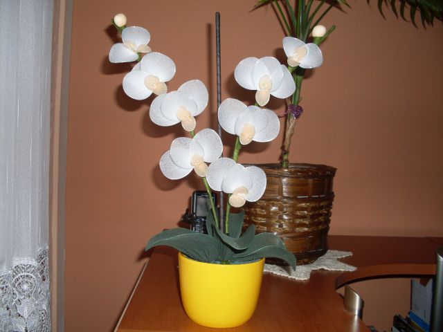 Bela orhideja