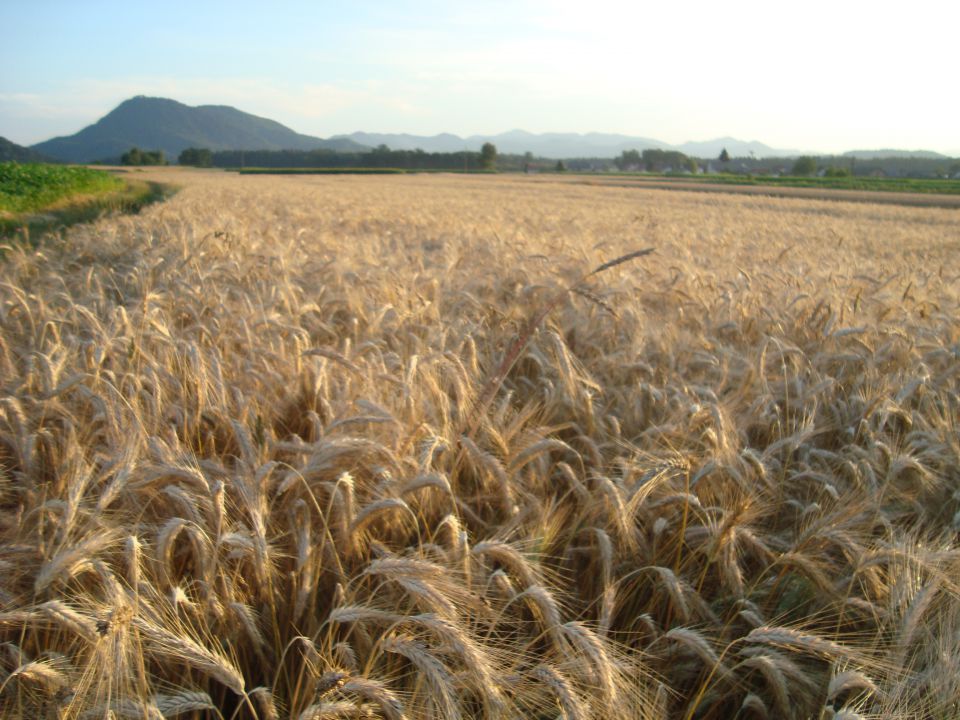 Tako mav - foto povečava