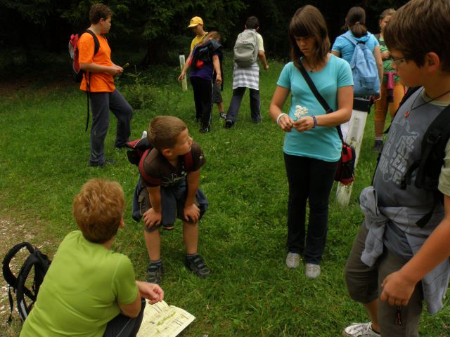 Nabiranje zbravilnih rastlin za planinski herbarij