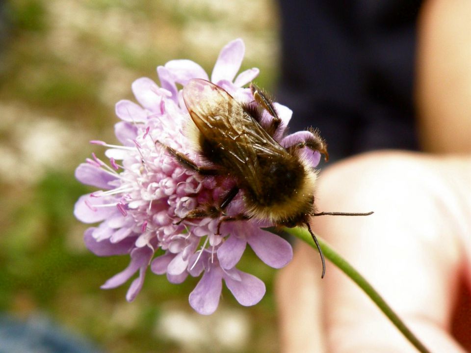 Blagajana 2011 - foto povečava