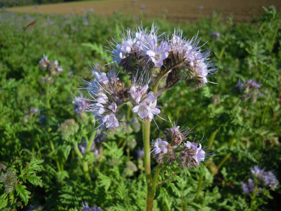 Narava - foto povečava