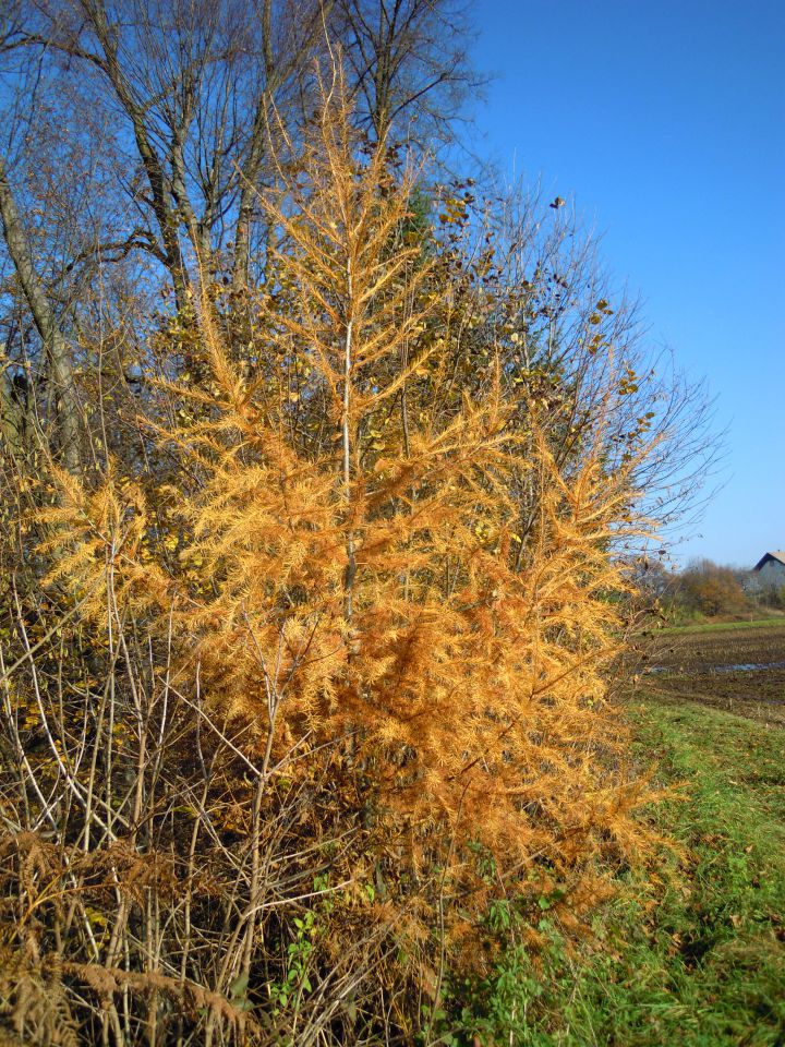 Narava - foto povečava