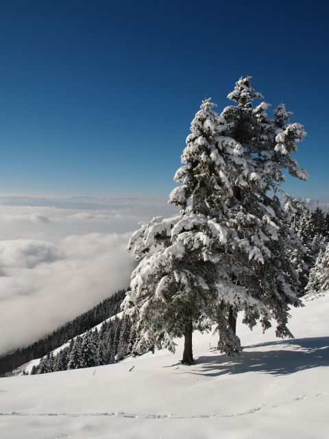 Kriška gora jan. 2013 - foto