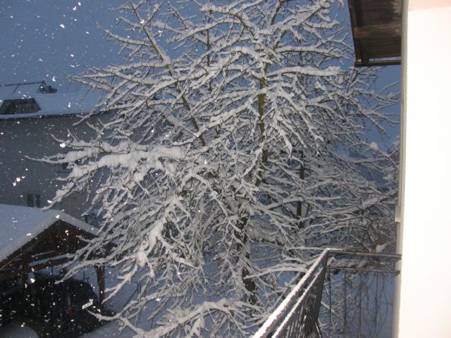 Božično drevesce in zima na dvorišču - foto