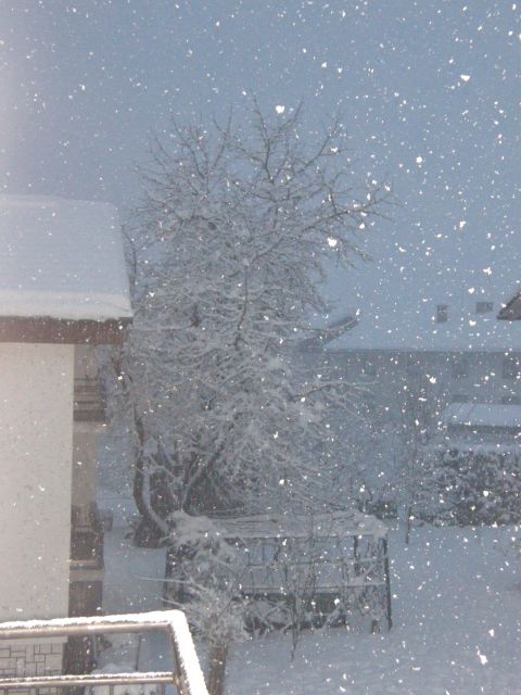 Božično drevesce in zima na dvorišču - foto