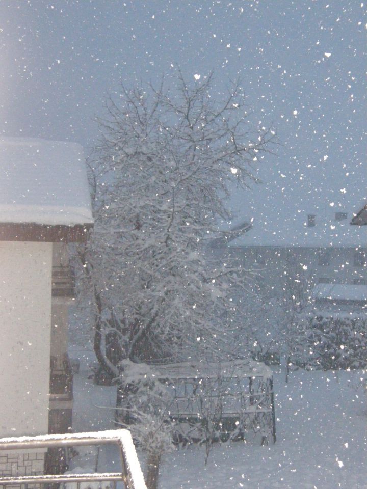 Božično drevesce in zima na dvorišču - foto povečava
