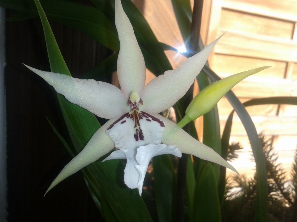 Beallara Peggy Ruth Carpenter 'Morning Joy'
