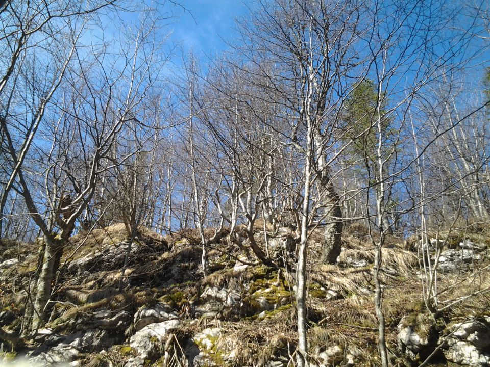 Velika planina 27 in 28.4.2012 - foto povečava