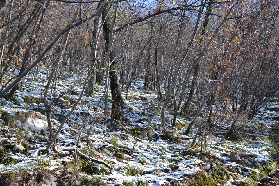 Slavnik - foto povečava