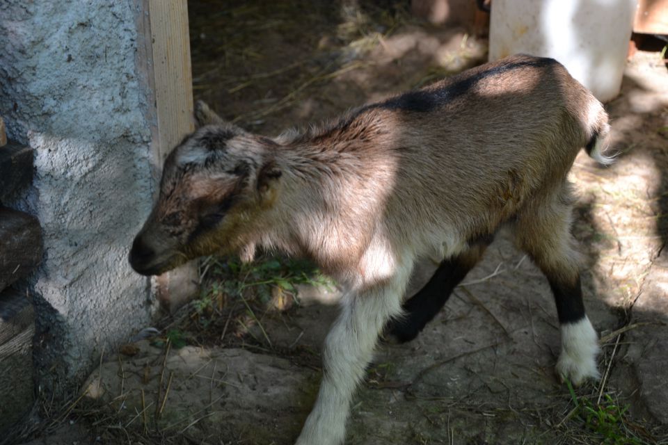 Tarzan kolm kišt - foto povečava