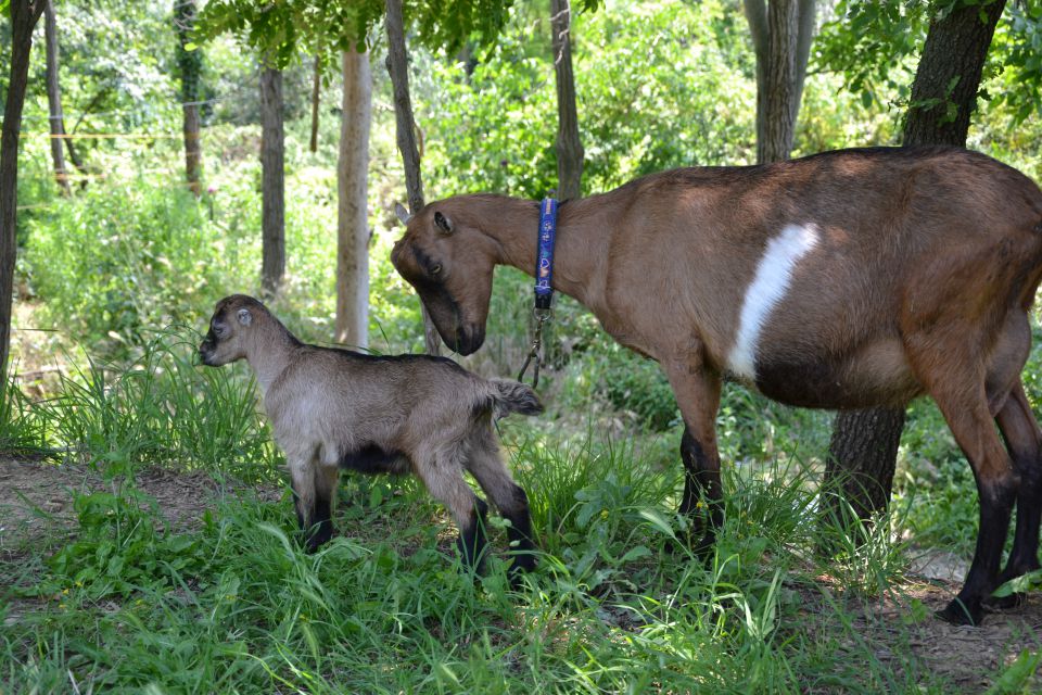 Tarzan kolm kišt - foto povečava