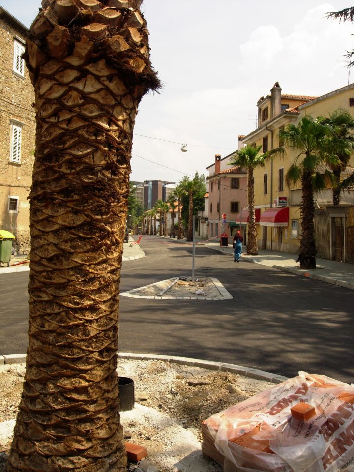 Cankarjeva cesta palma
