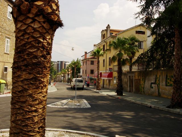 Cankarjeva cesta palma