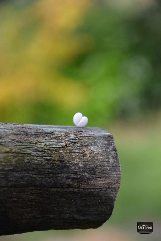 Dekani in široka okolica - foto povečava