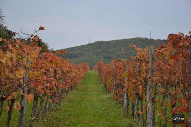 Dekani in široka okolica - foto