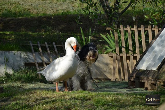 Naše veselje - foto