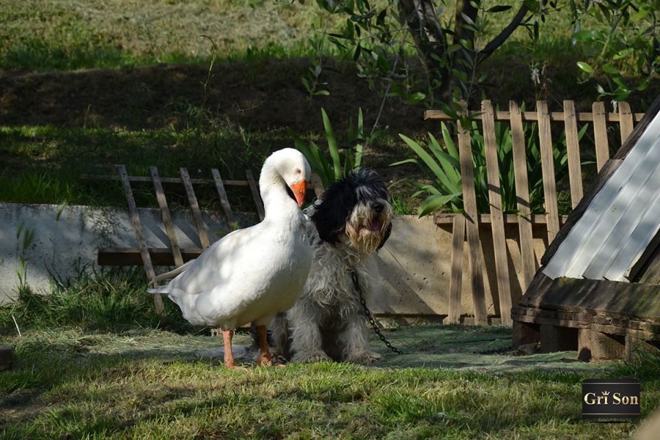 Naše veselje - foto povečava