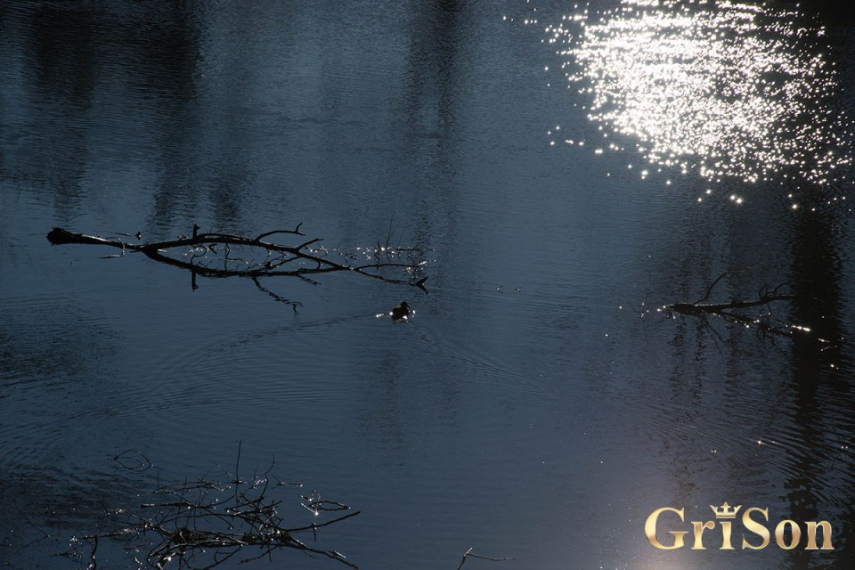 Rižana - foto povečava