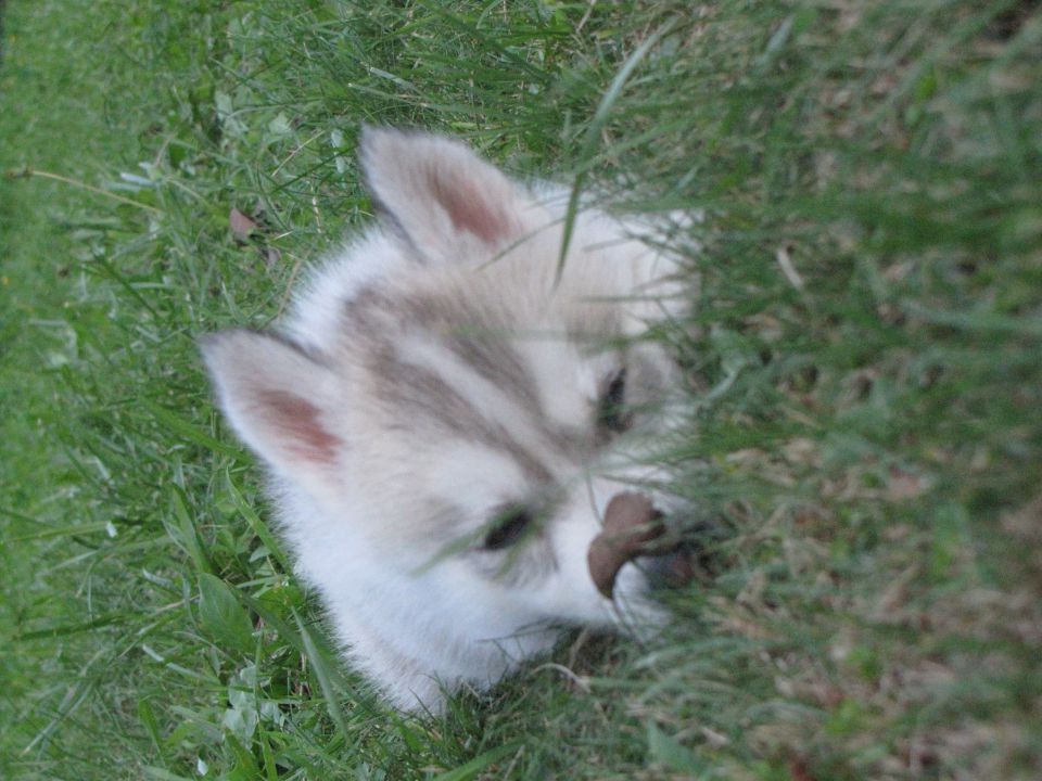 Freya - foto povečava