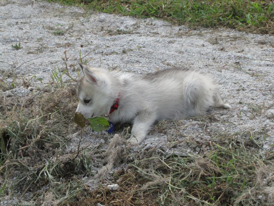 Freya - foto povečava