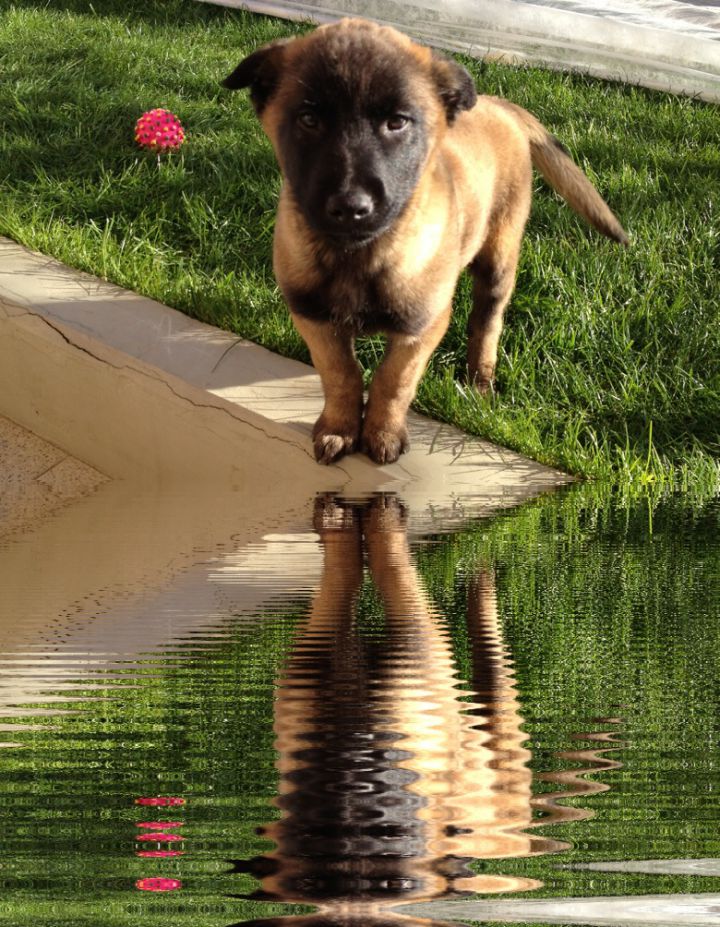 SIBI - foto povečava