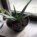 Aloe Variegata/Aloe Barbadensis,.