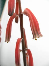 Aloe Variegata/Aloe Barbadensis,. - foto povečava