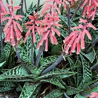 Aloe Variegata/Aloe Barbadensis,. - foto