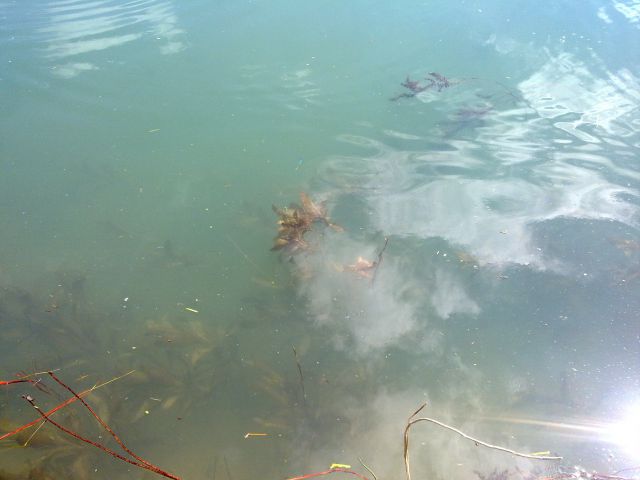 Narava in živali na Cerkniškem jezeru - foto