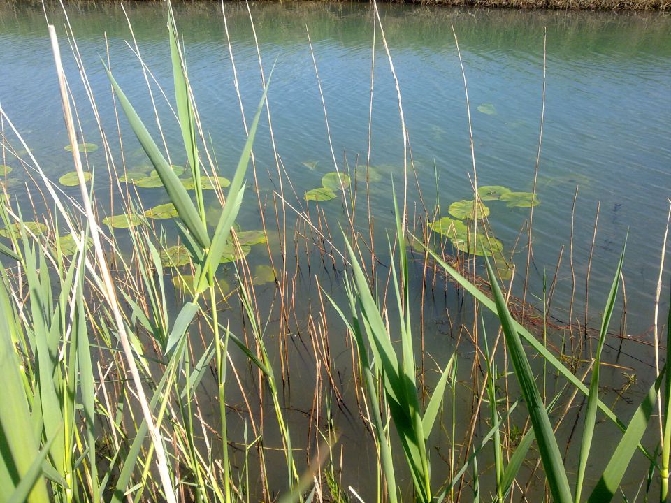 Narava in živali na Cerkniškem jezeru - foto povečava