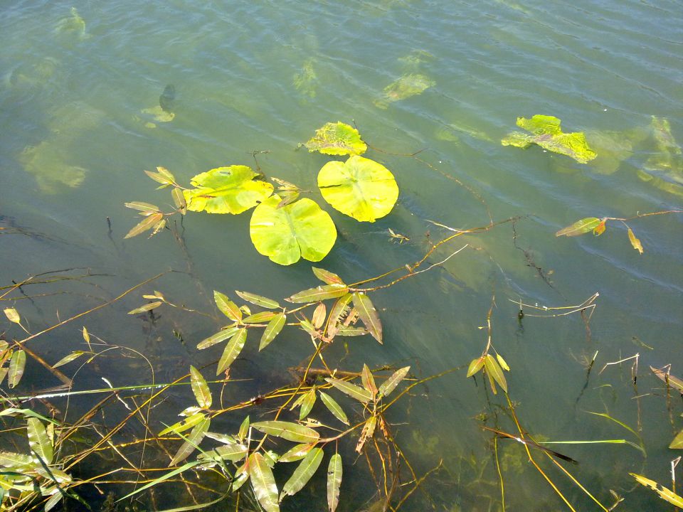 Narava in živali na Cerkniškem jezeru - foto povečava