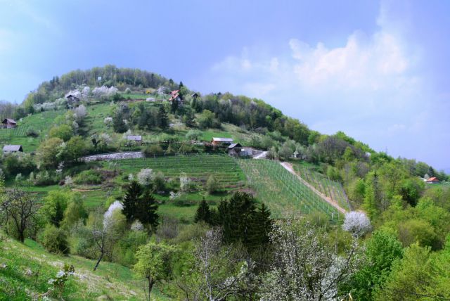 Naše vinske gorice - foto