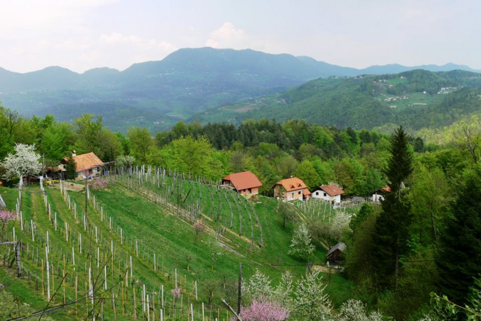 Naše vinske gorice - foto povečava