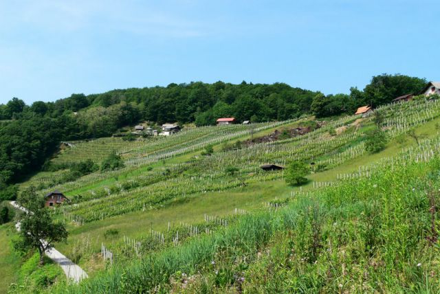 Naše vinske gorice - foto