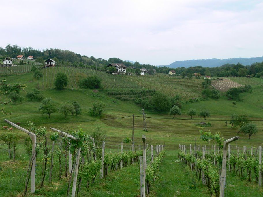 Naše vinske gorice - foto povečava