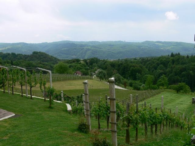 Naše vinske gorice - foto