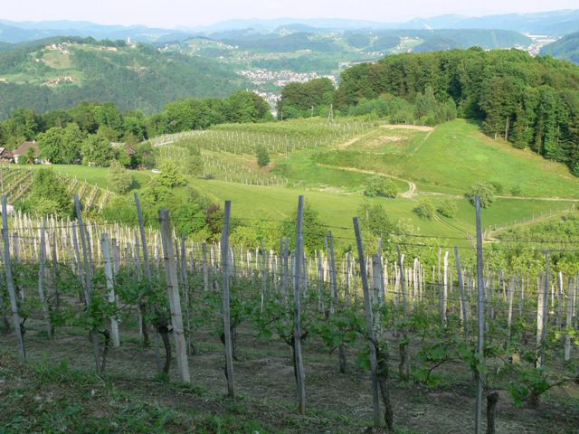 Naše vinske gorice - foto povečava