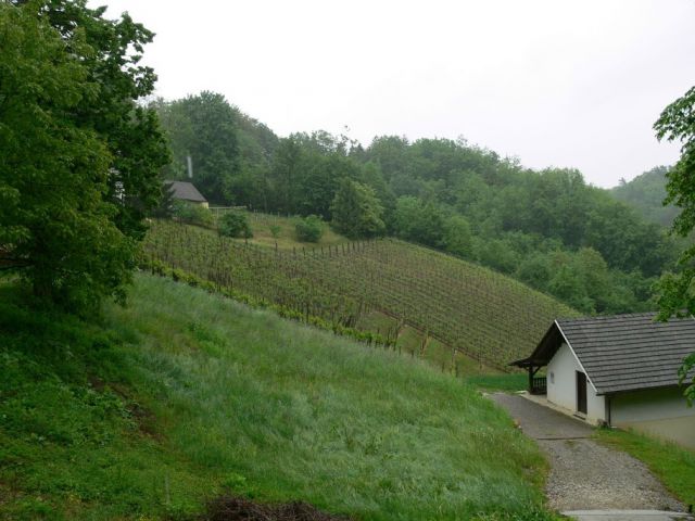 Naše vinske gorice - foto