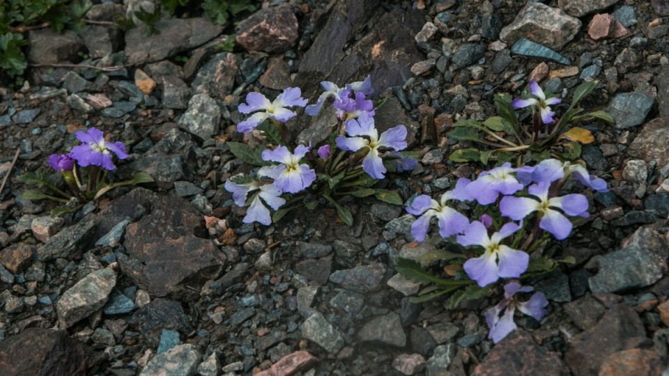 2016 kirgizija - treking  ala-kul - foto povečava